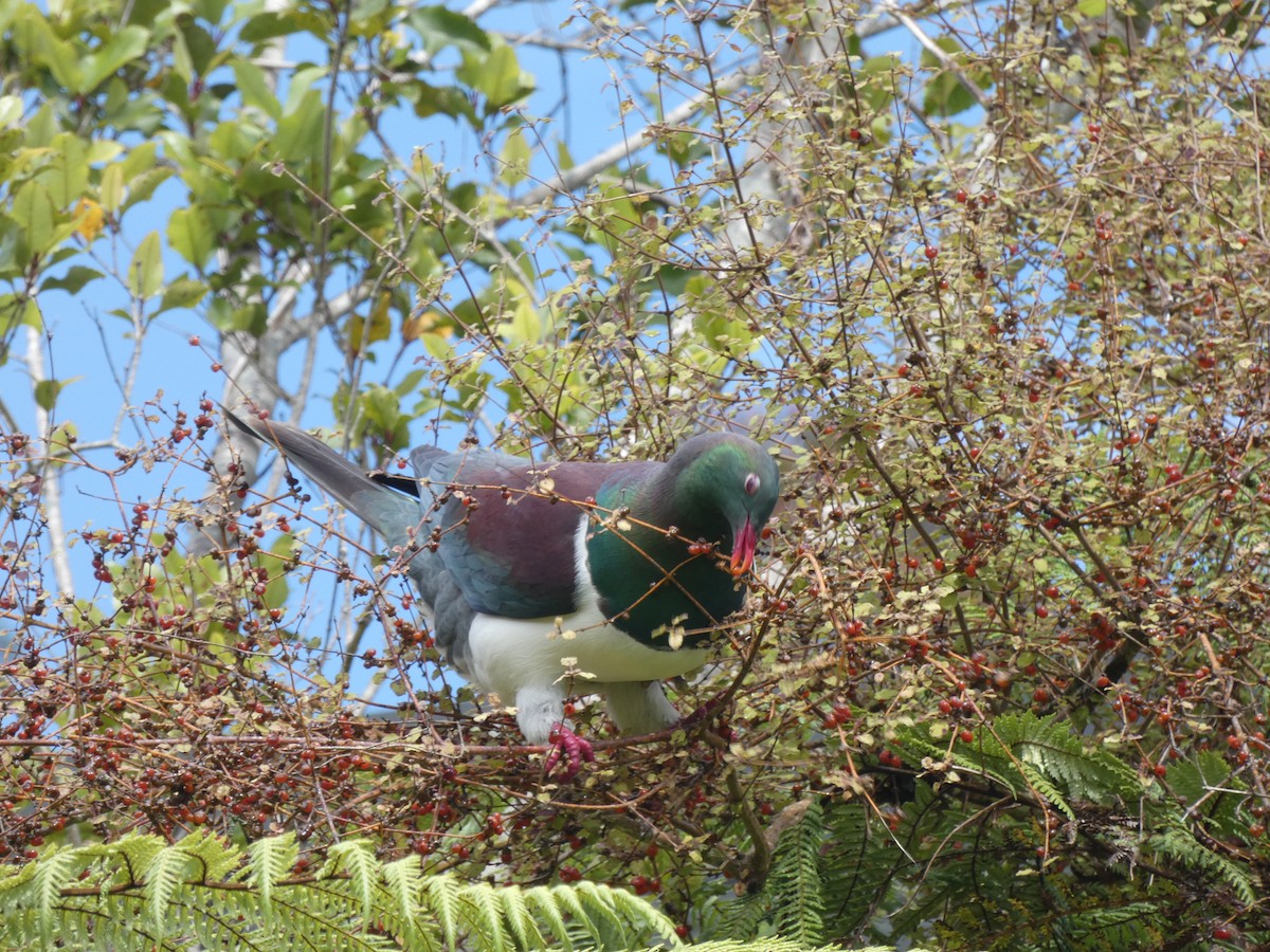 New Zealand Pigeon - ML297835761