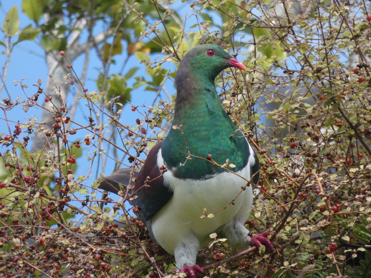 New Zealand Pigeon - ML297835771