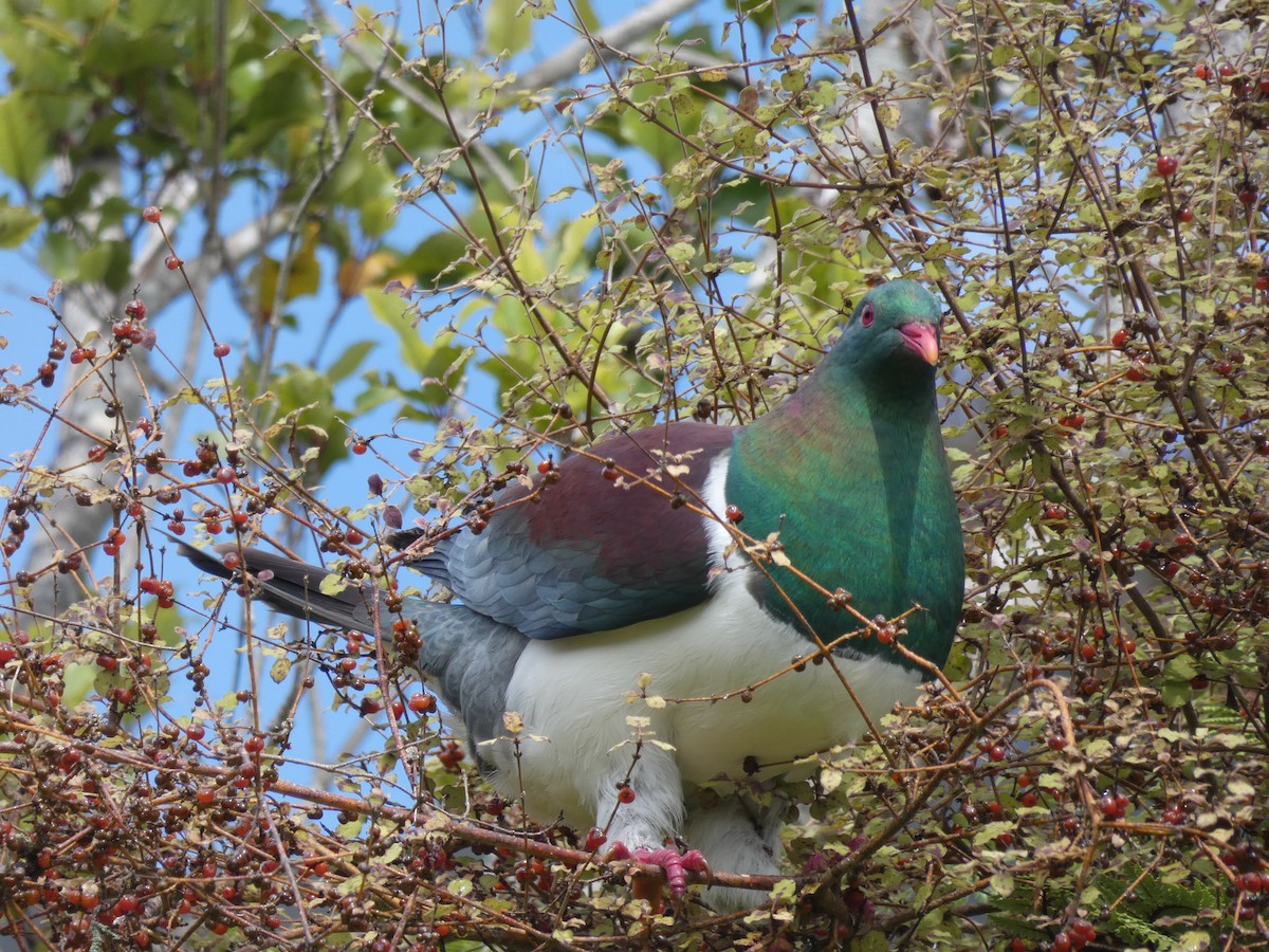 New Zealand Pigeon - ML297835781