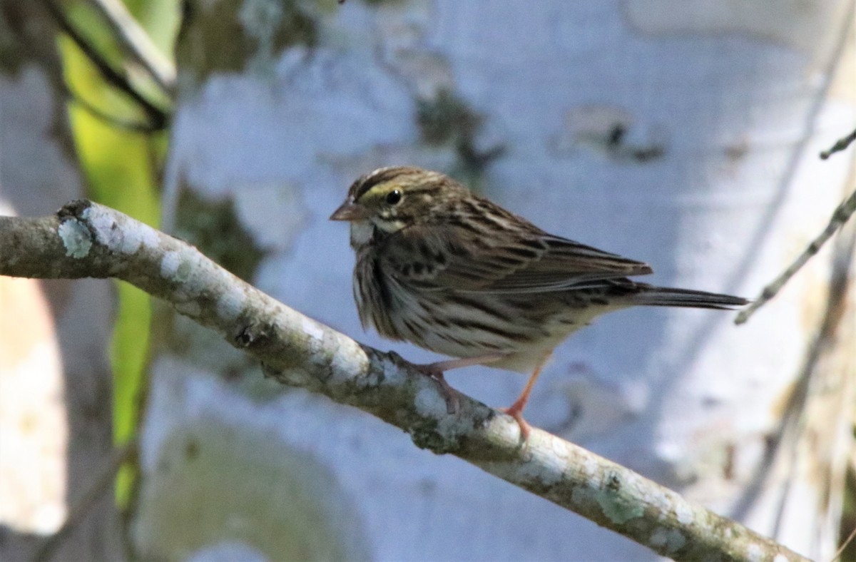 Savannah Sparrow - ML297837181