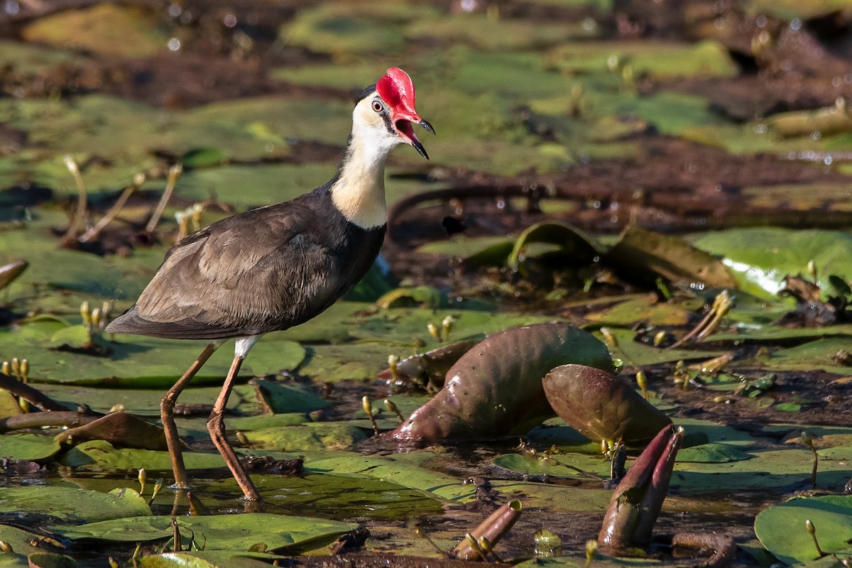 Comb-crested Jacana - ML297837421