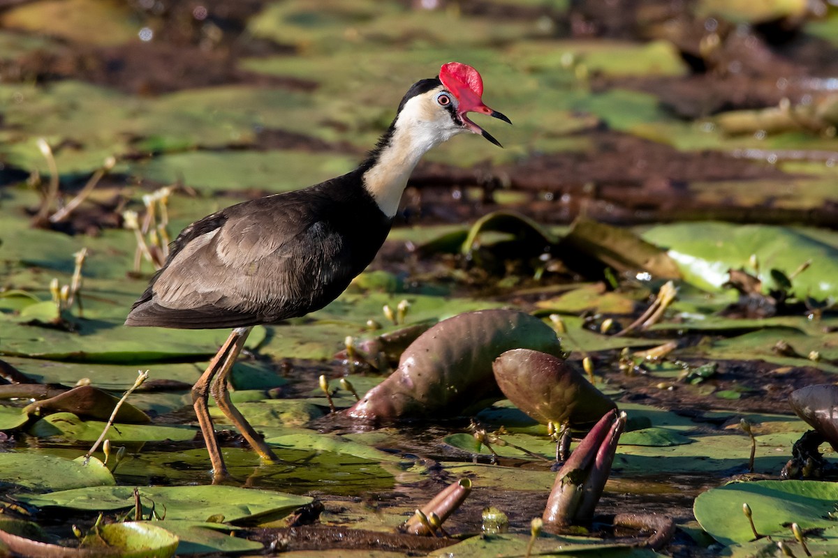 Comb-crested Jacana - ML297837441