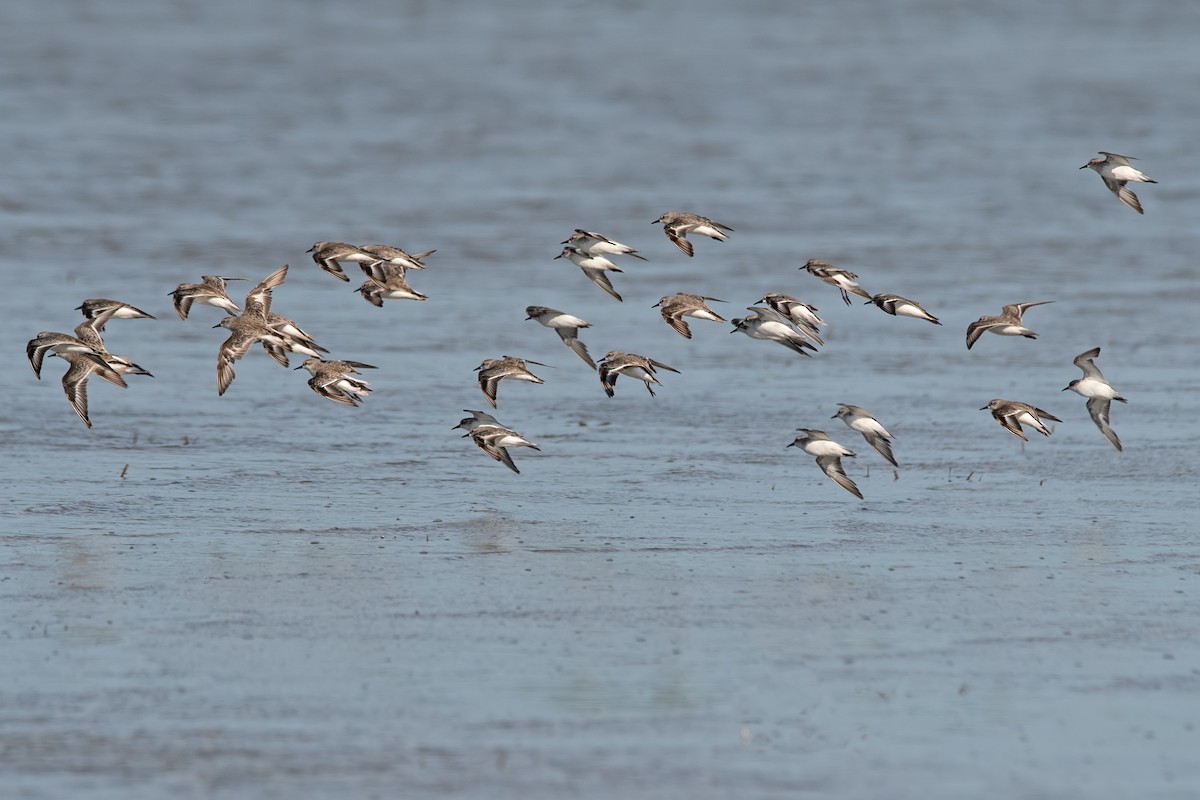 Red-necked Stint - ML297837831