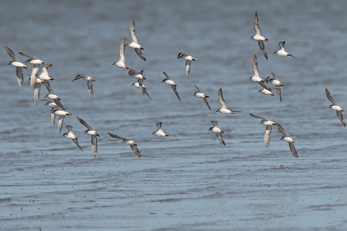 Red-necked Stint - ML297837861