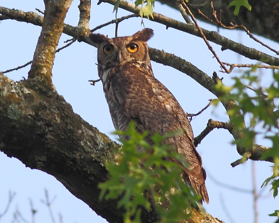 Great Horned Owl - tim jeffers