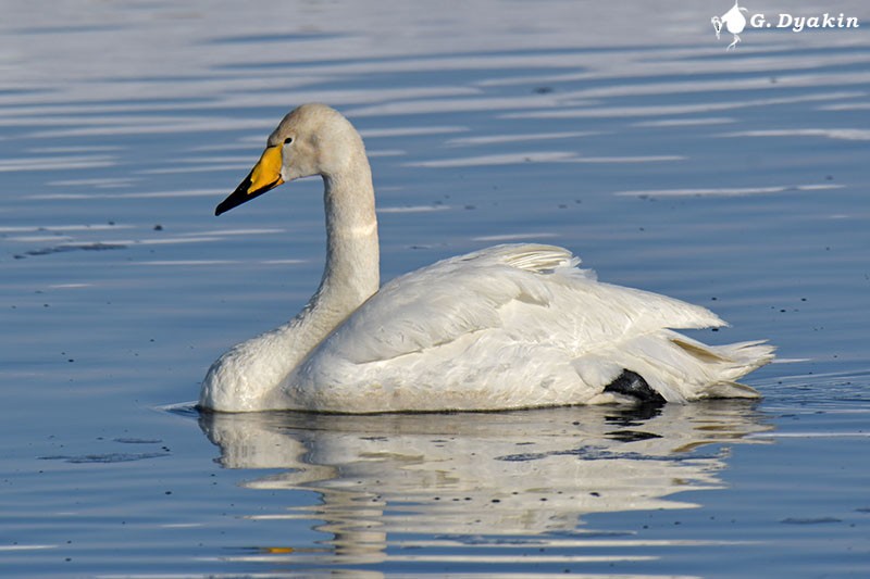 Whooper Swan - Gennadiy Dyakin