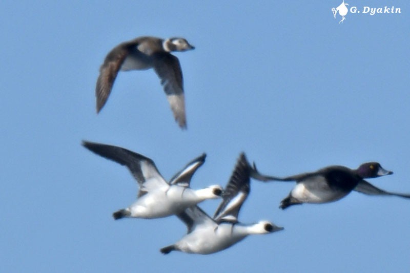 Long-tailed Duck - ML297839021