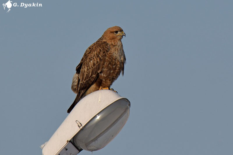 Eastern Buzzard - ML297840541