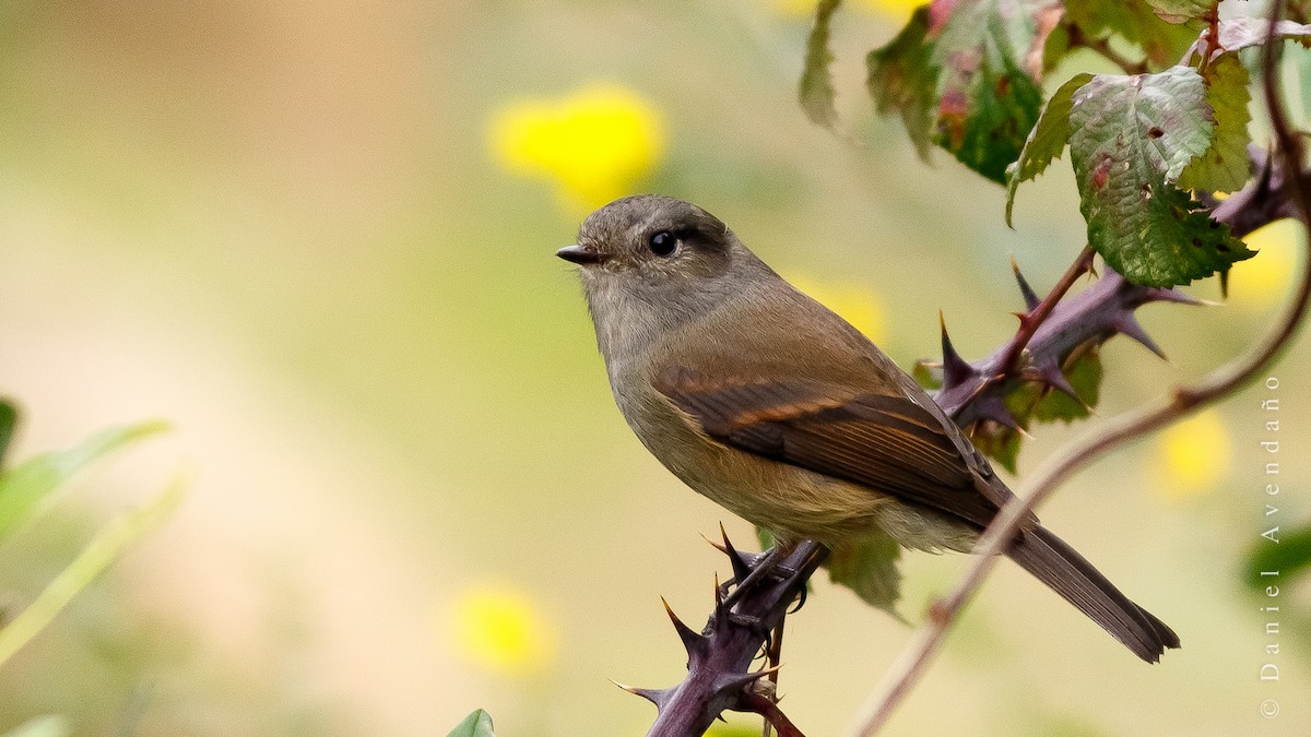 Patagonian Tyrant - Daniel Avendaño