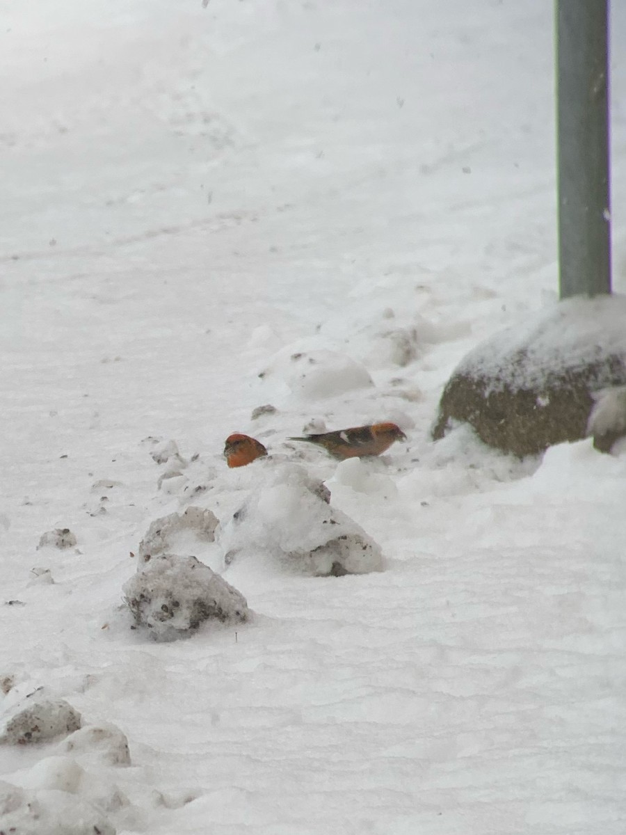 White-winged Crossbill - ML297841911