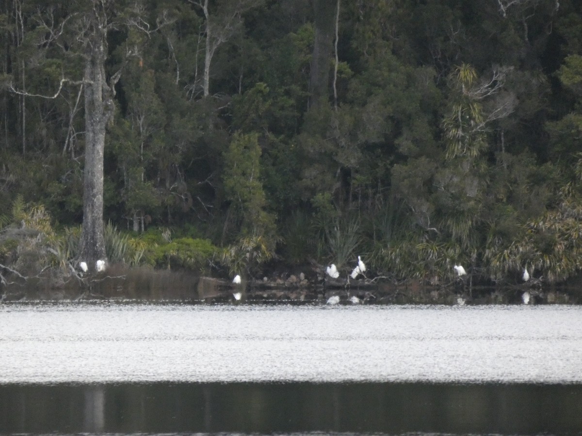 White-faced Heron - ML297844581