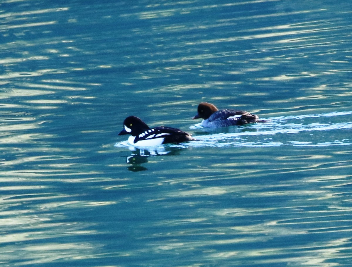 Barrow's Goldeneye - ML297845711