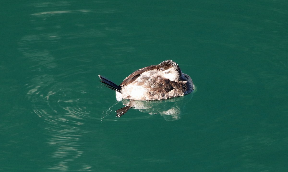 Ruddy Duck - ML297846071