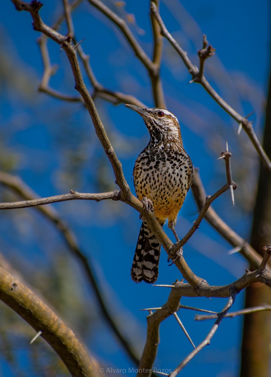 Cactus Wren - ML297846341