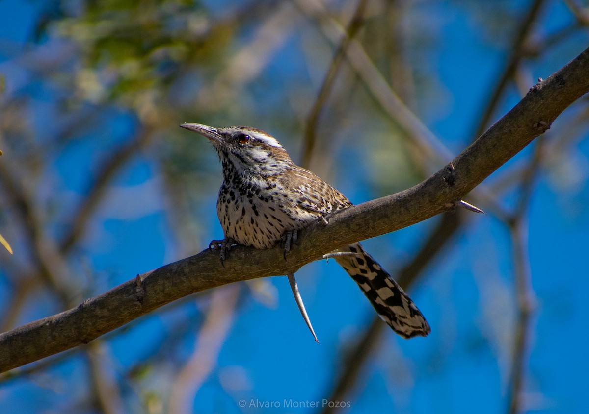 Cactus Wren - ML297846361