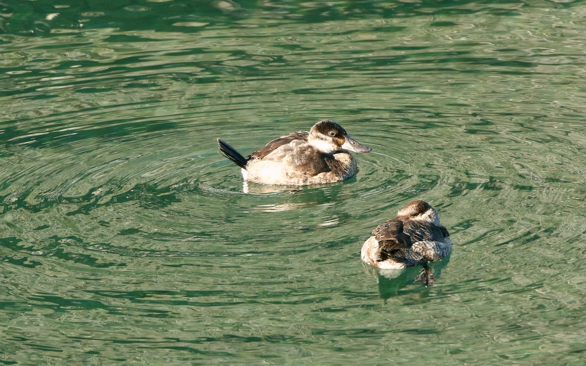 Ruddy Duck - ML297846831