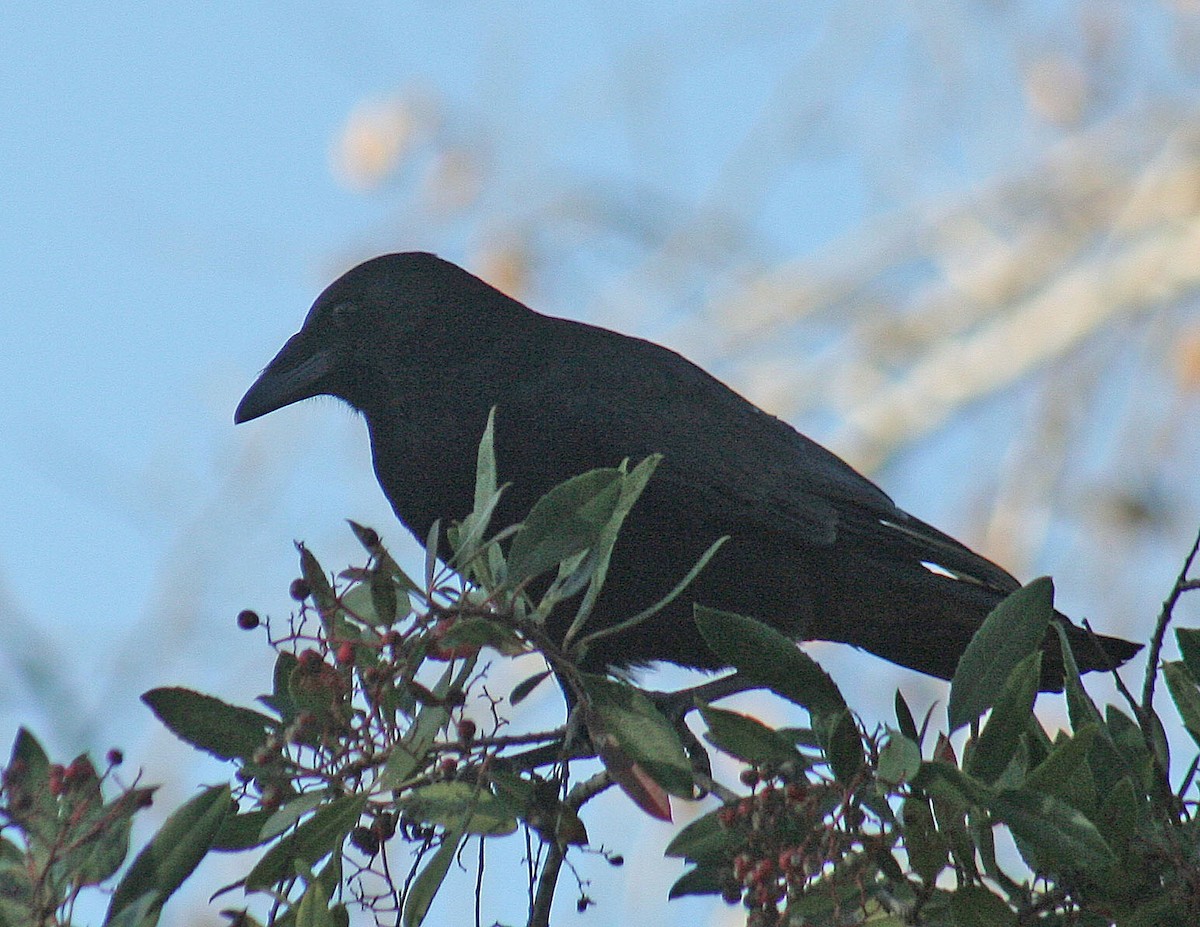 American Crow - ML297847081