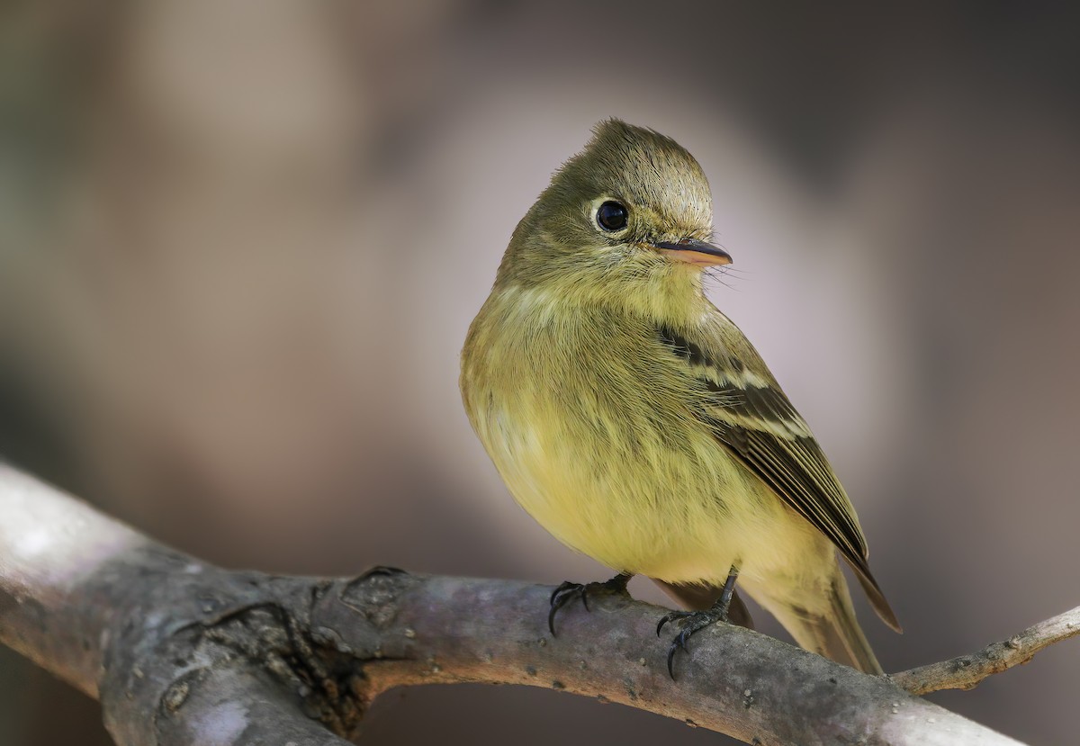 Western Flycatcher (Pacific-slope) - Anonymous