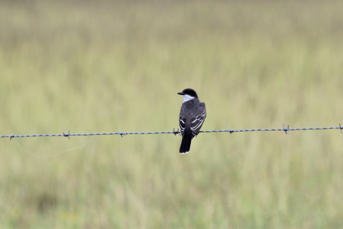 Eastern Kingbird - ML297847981