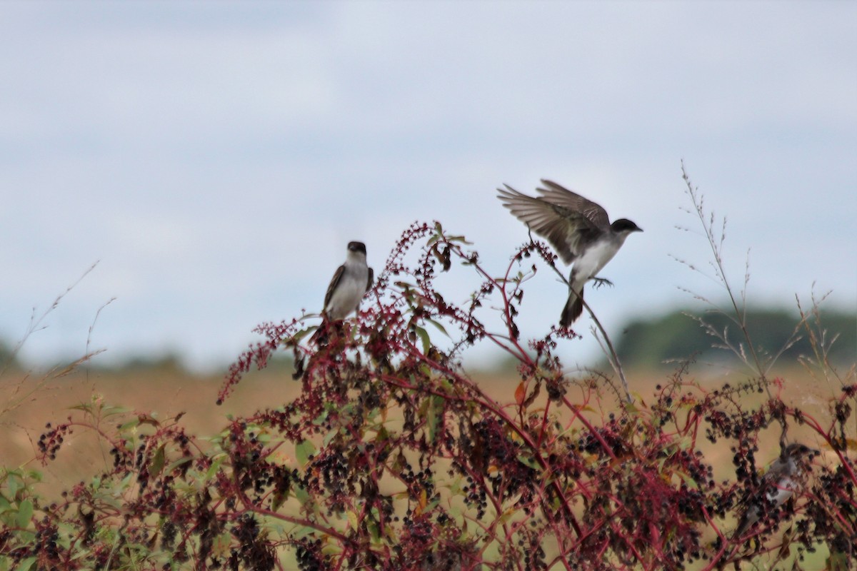 Eastern Kingbird - ML297848001