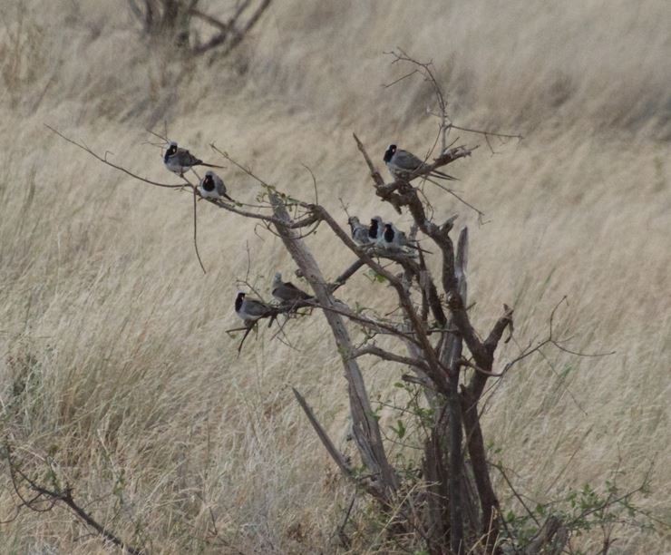 Namaqua Dove - ML297848611