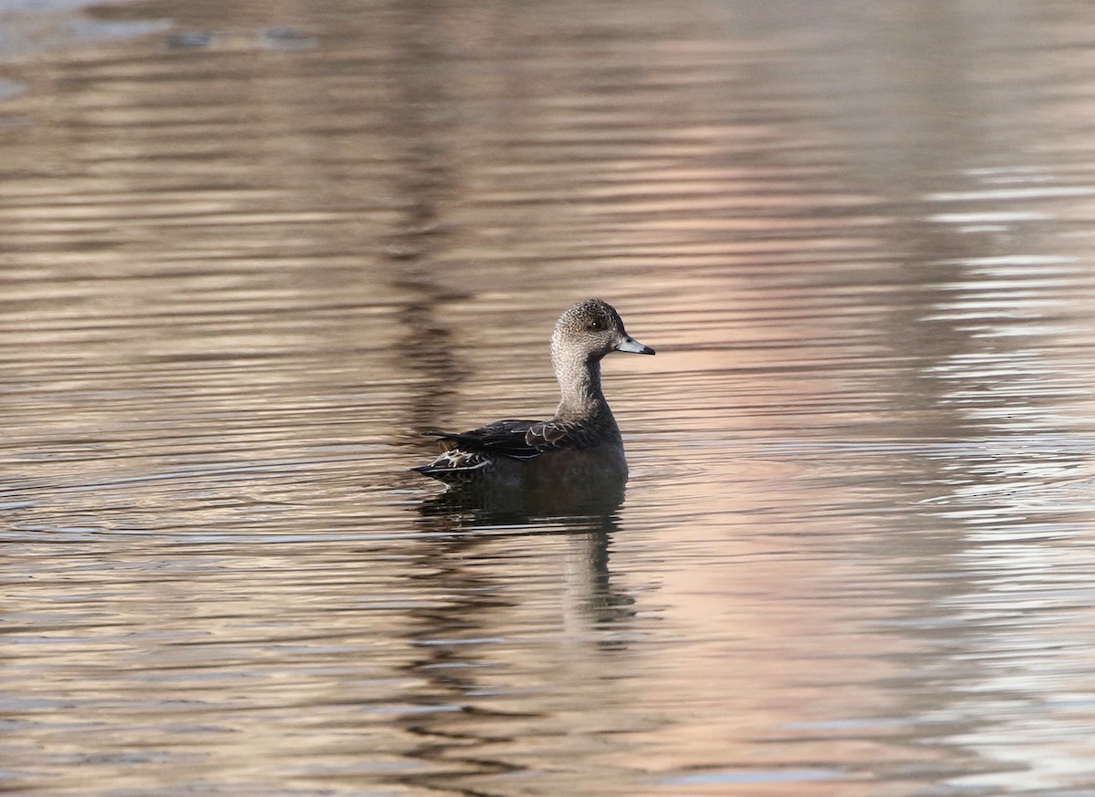 American Wigeon - Mark  Ludwick