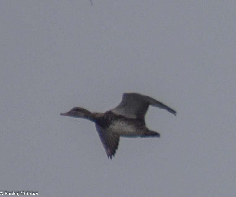 Gadwall - ML297850371