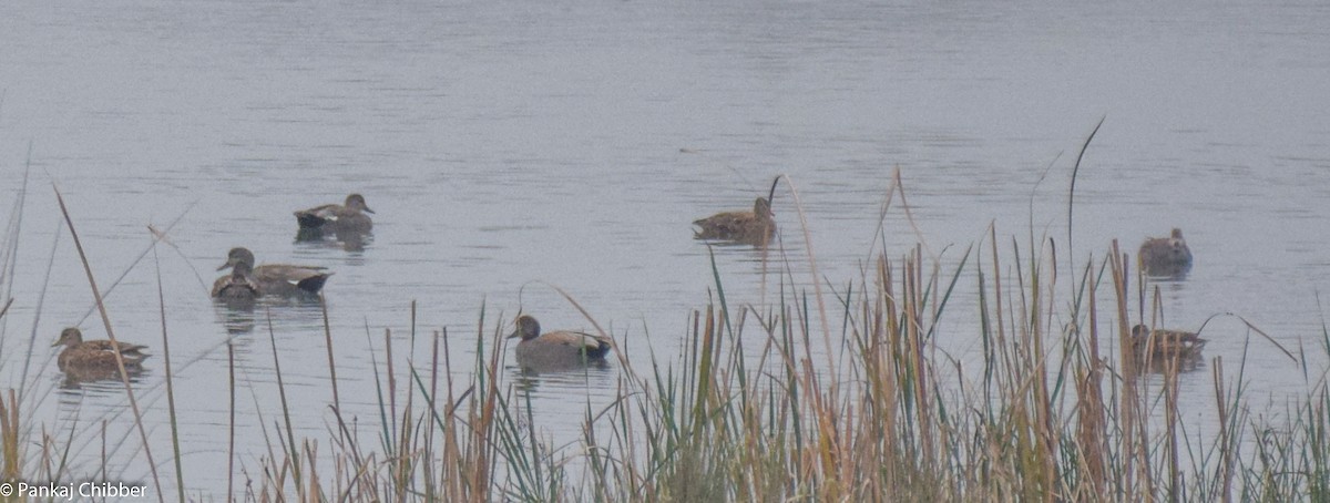 Gadwall - Dr. Pankaj Chibber