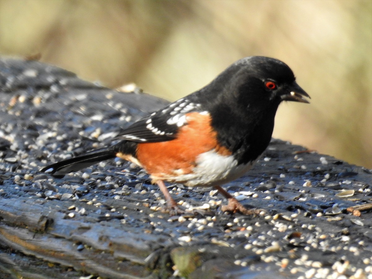 Spotted Towhee - ML297851001