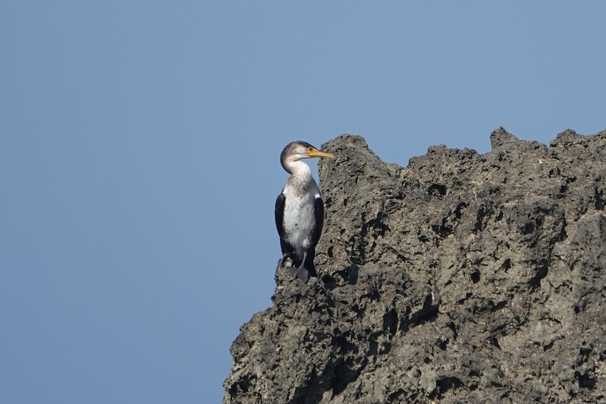 Japanese Cormorant - ML297852601