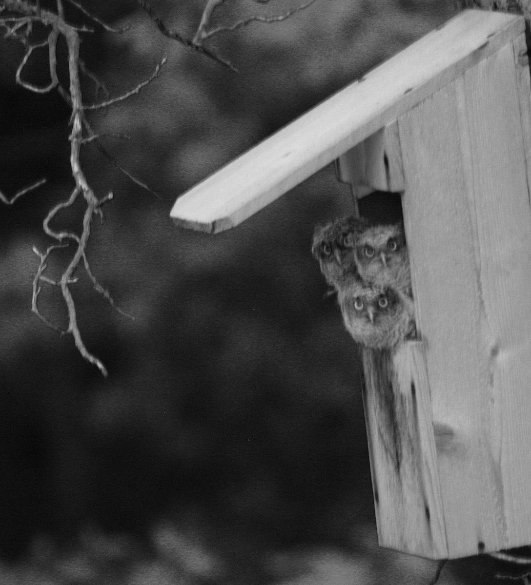 Eastern Screech-Owl - Laura Horan