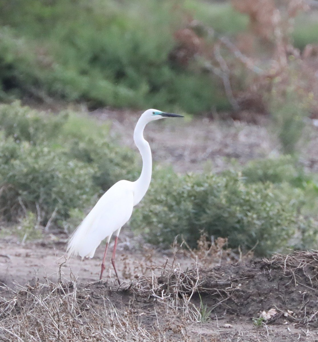 Great Egret - ML297854911