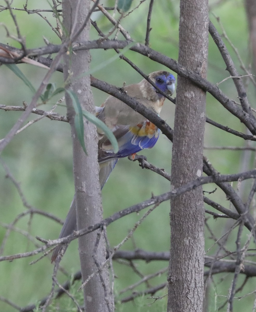 Greater Bluebonnet (Red-vented) - ML297855031