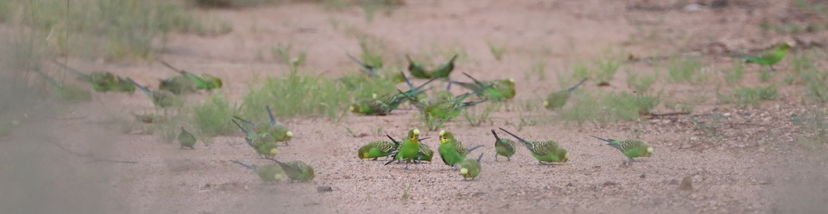 Budgerigar - Cheryl McIntyre