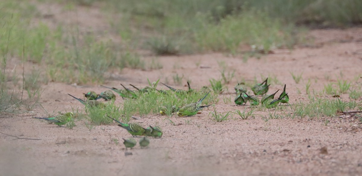 Budgerigar - ML297855231