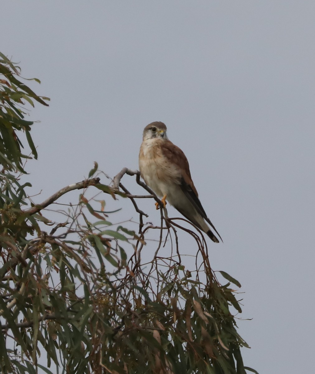 Crécerelle d'Australie - ML297855751