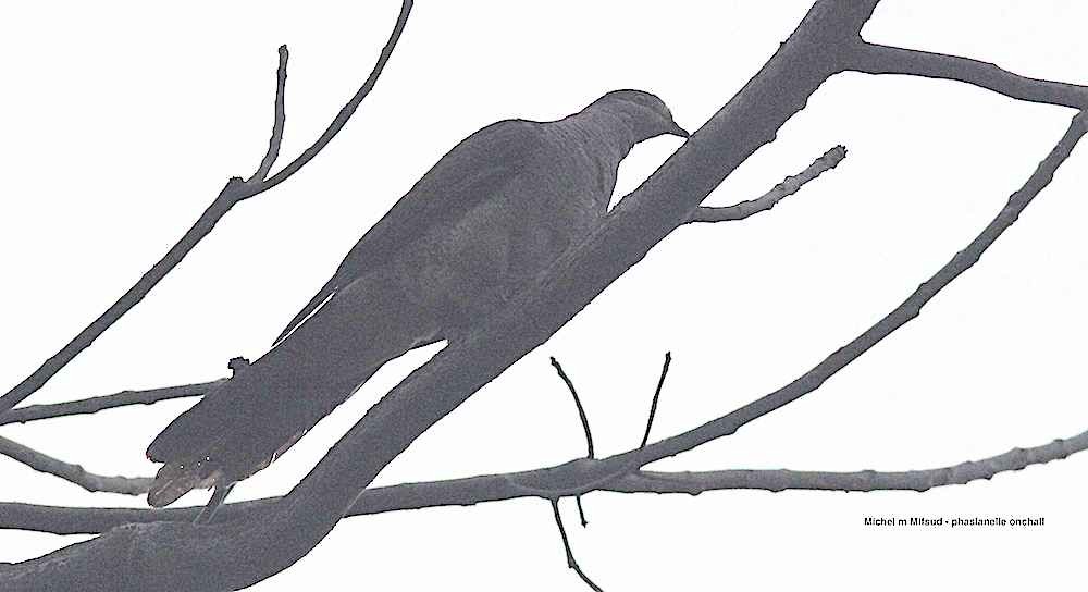 Barred Cuckoo-Dove - ML297856841