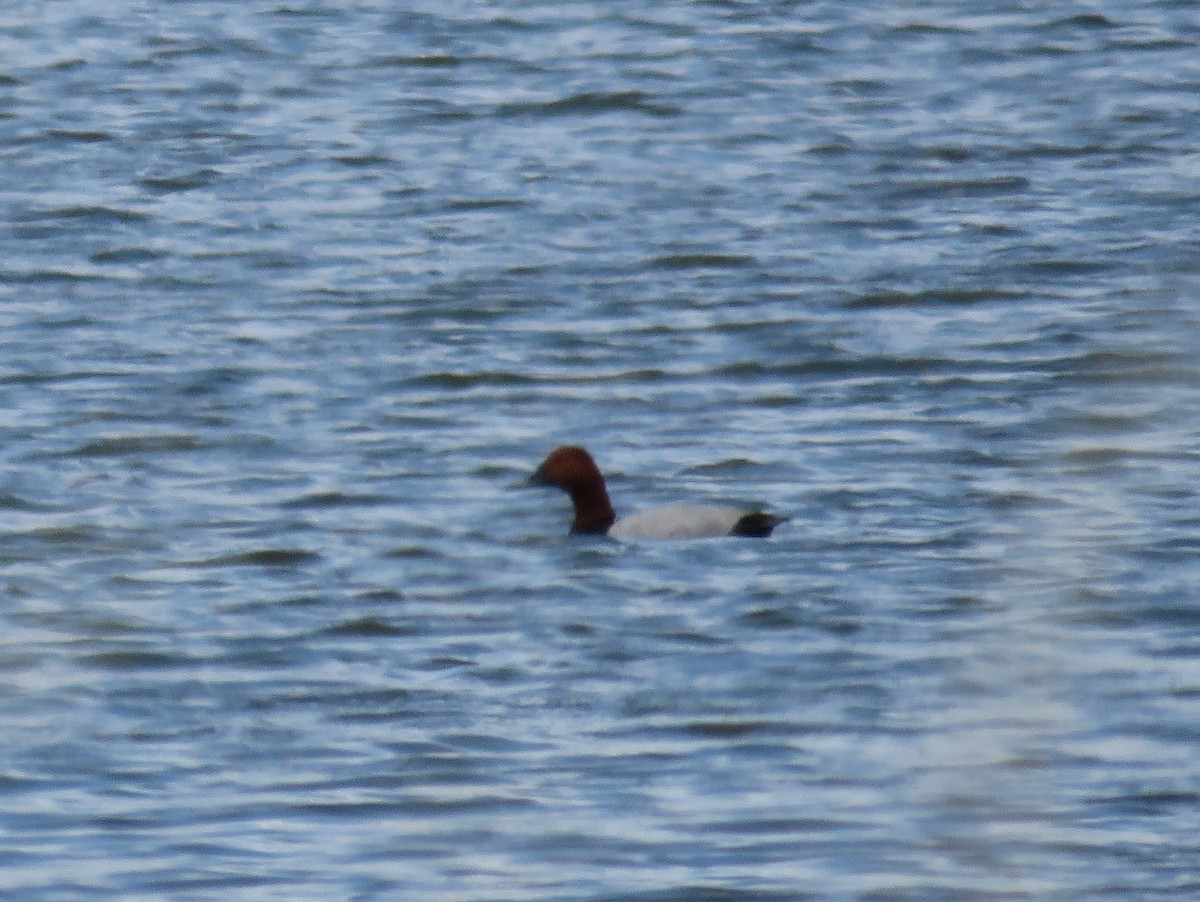 Common Pochard - ML29785891