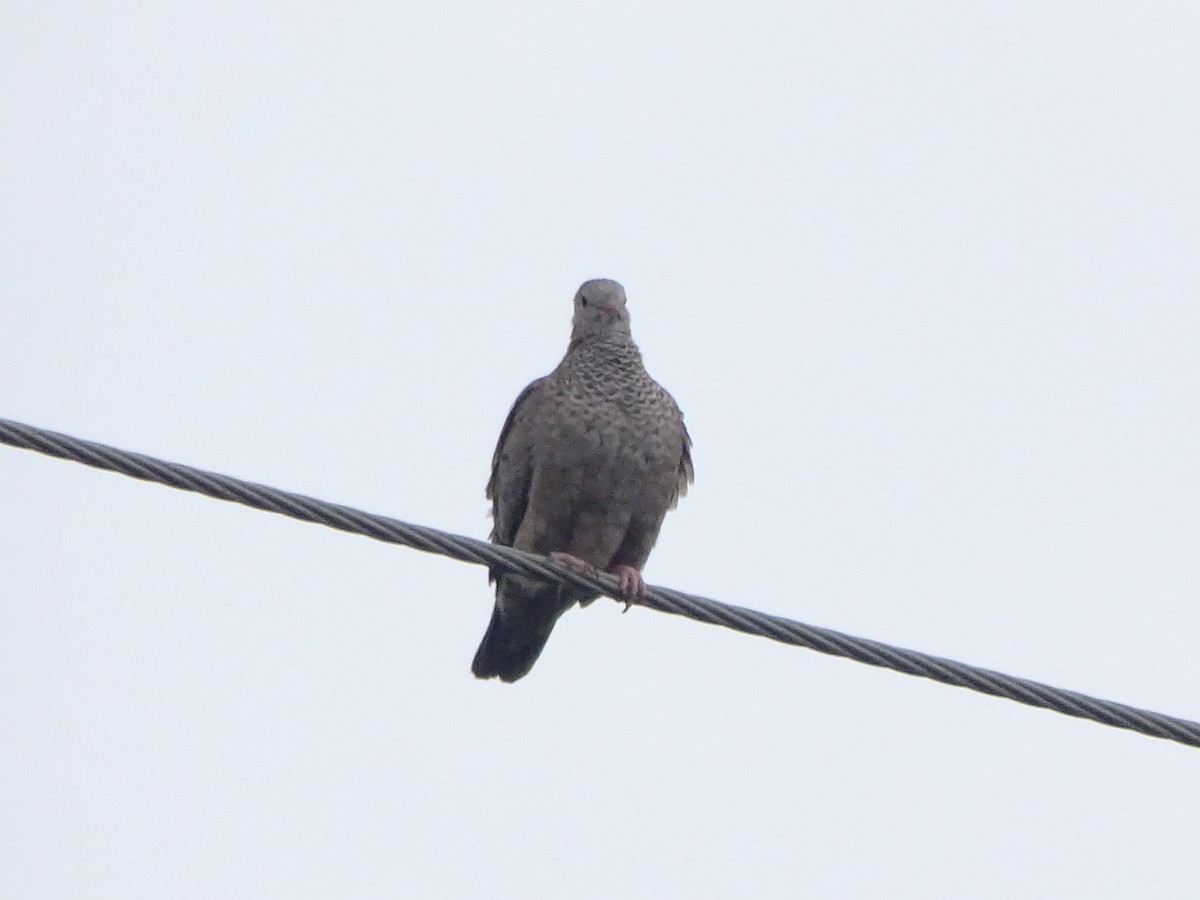 Common Ground Dove - ML297859041