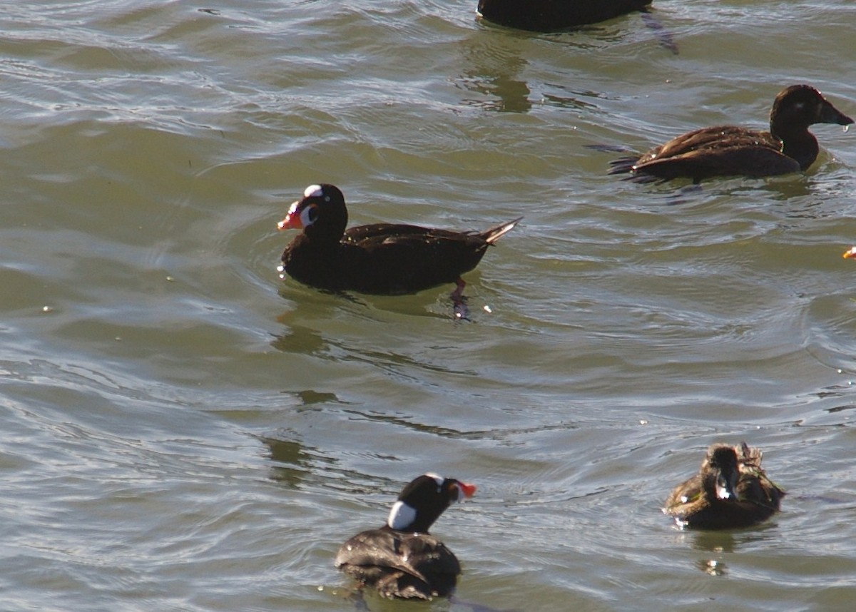 Surf Scoter - Ruth Kerr