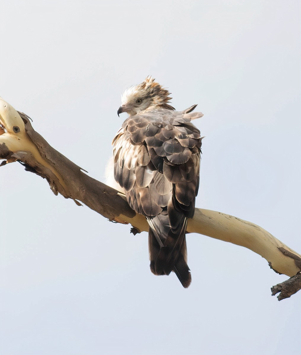 Square-tailed Kite - ML297859231