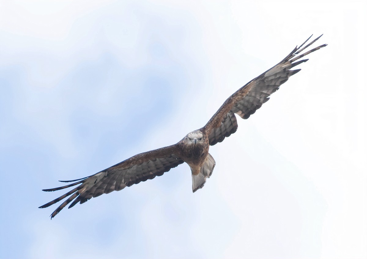 Square-tailed Kite - ML297859241