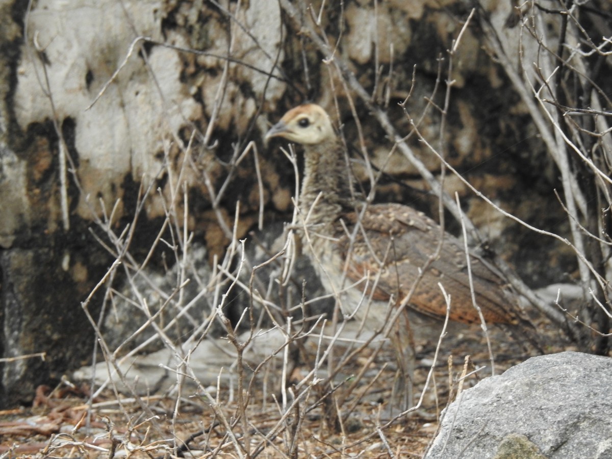 Indian Peafowl - ML297859771