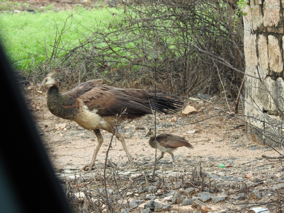 Indian Peafowl - Sadhasivam  Dhamu