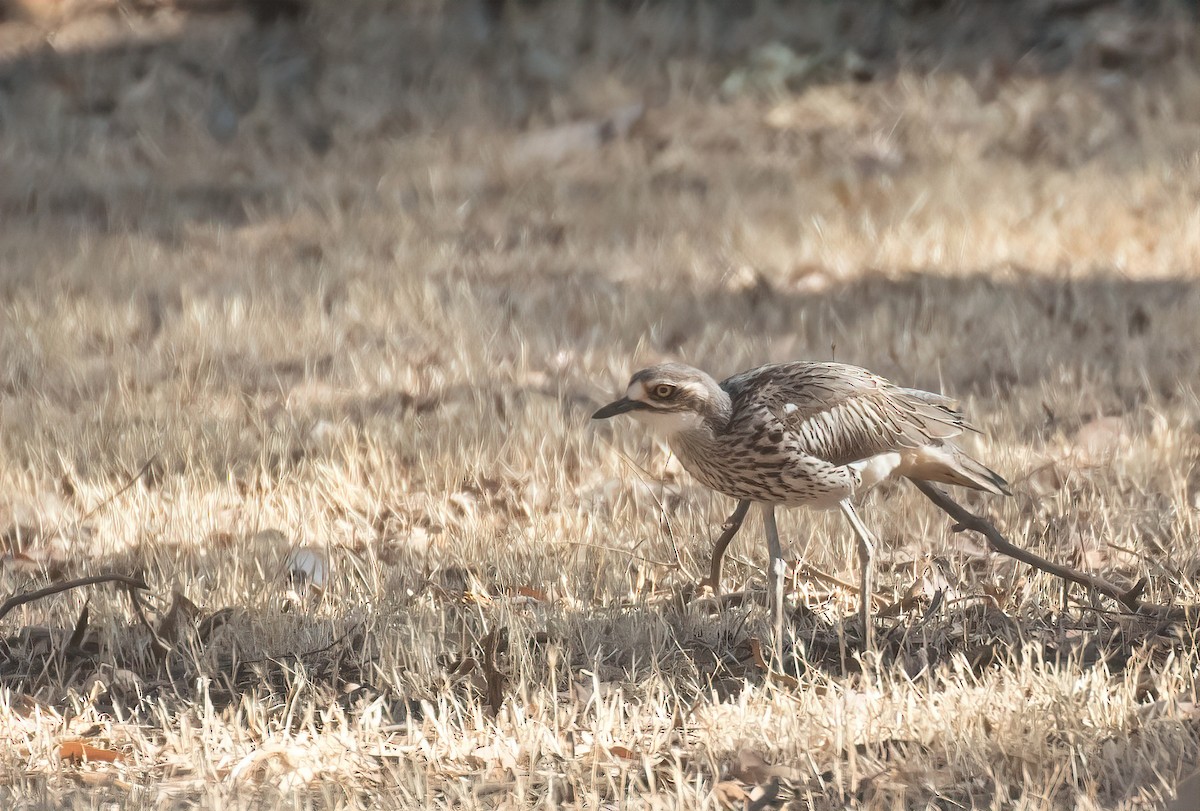 Bush Thick-knee - ML297860191