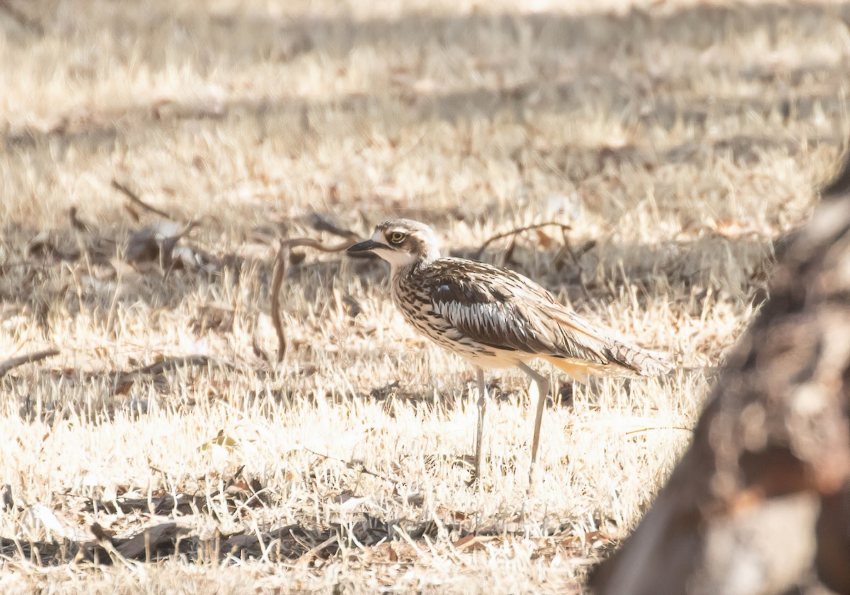 Bush Thick-knee - Feathers & Beyond Photography