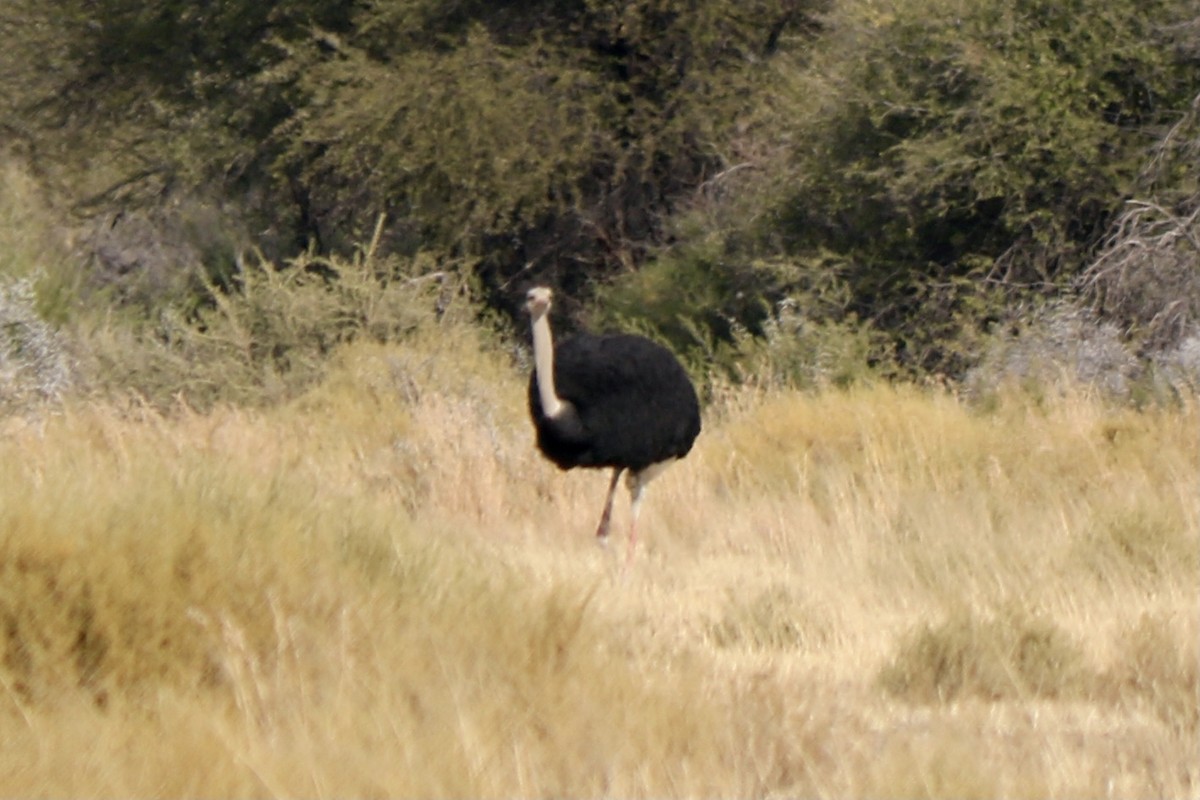 Common Ostrich - Andrew William