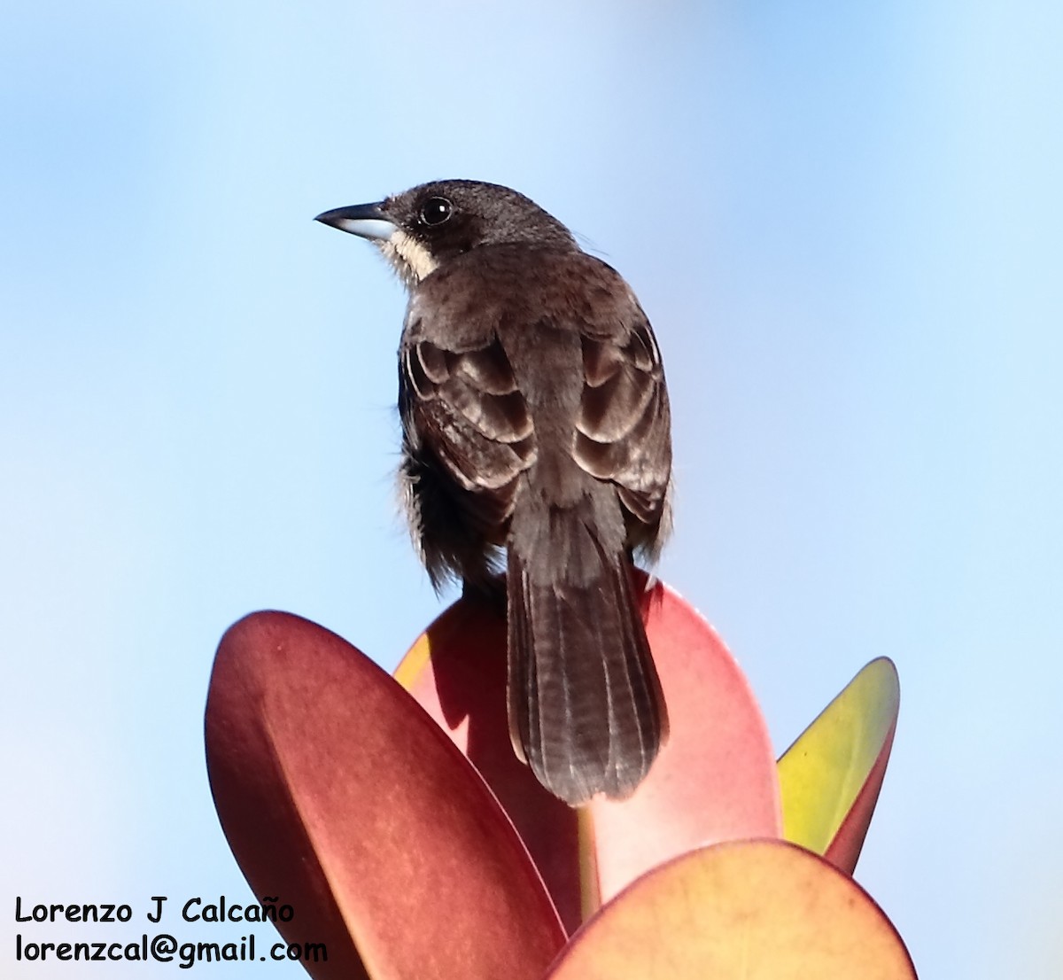 Red-shouldered Tanager - Lorenzo Calcaño