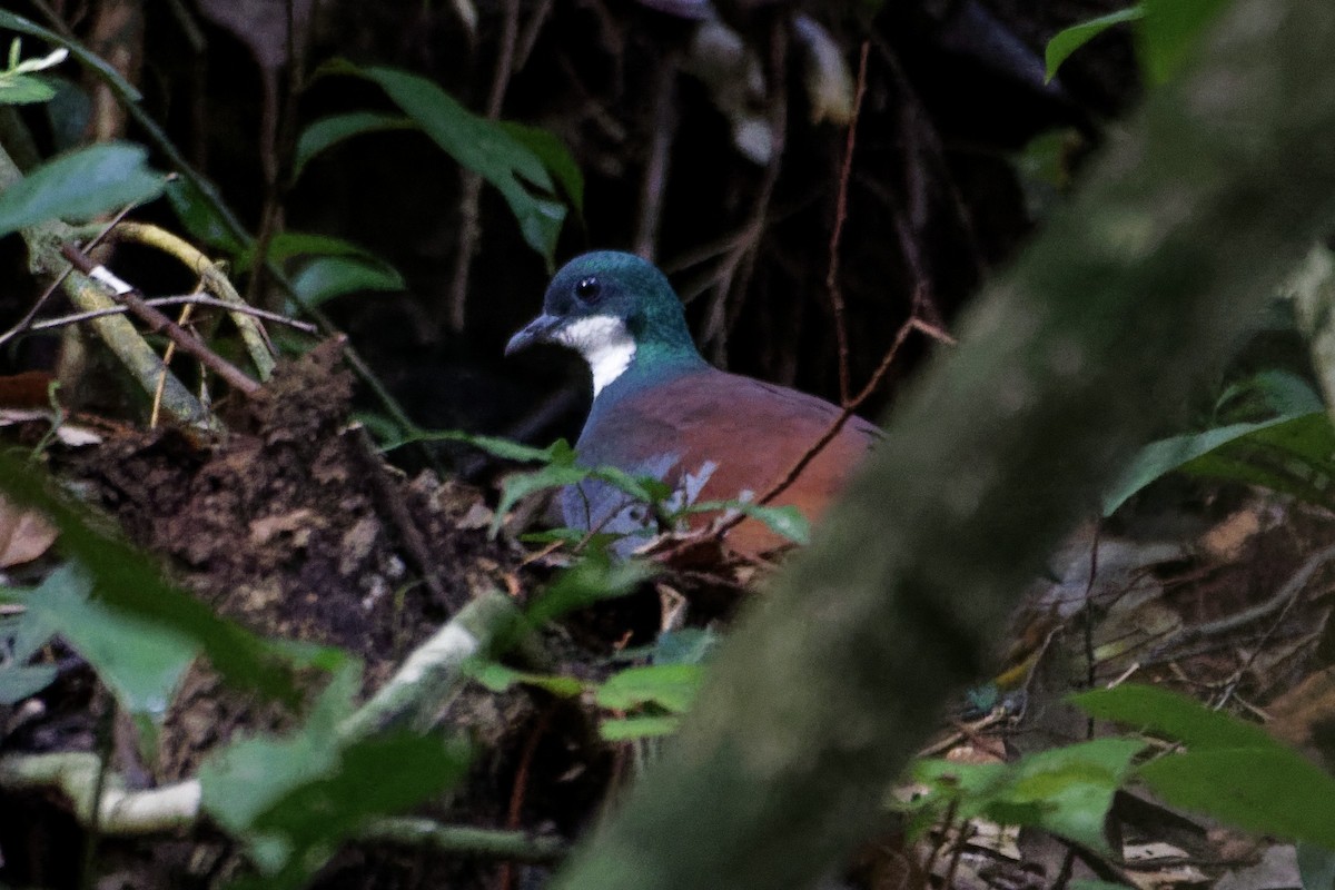 Mindanao Bleeding-heart - ML297865111