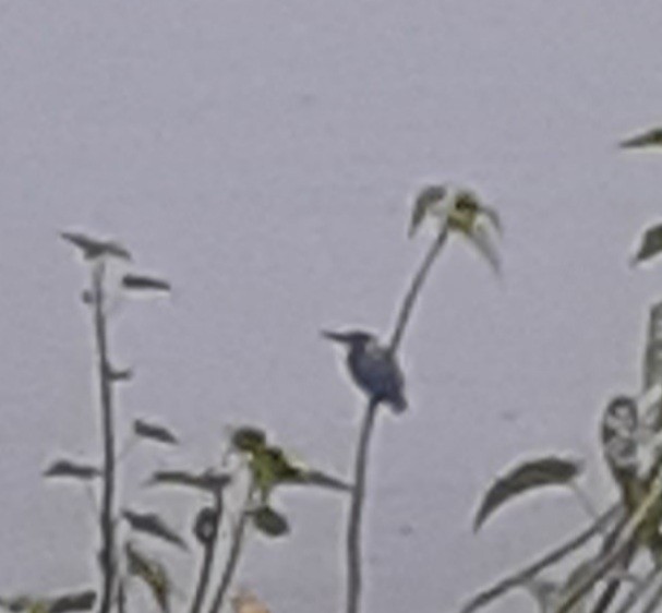 Common Kingfisher - ML297865681